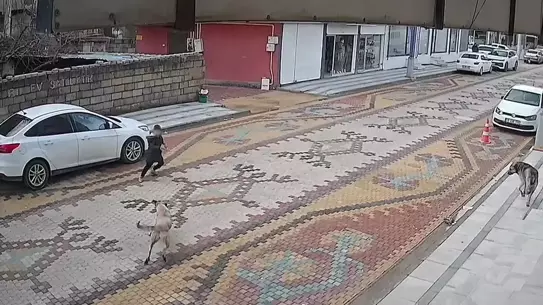 Mardin'de Esnafın Kahramanlığı: Sokak Köpeklerinin Saldırdığı Çocuğu Zamanında Kurtardı