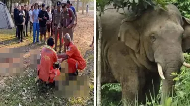 Khao Yai Ulusal Parkı’nda 65 Yaşındaki Turist, Erkek Filin Ani Saldırısına Maruz Kalarak Hayatını Kaybetti