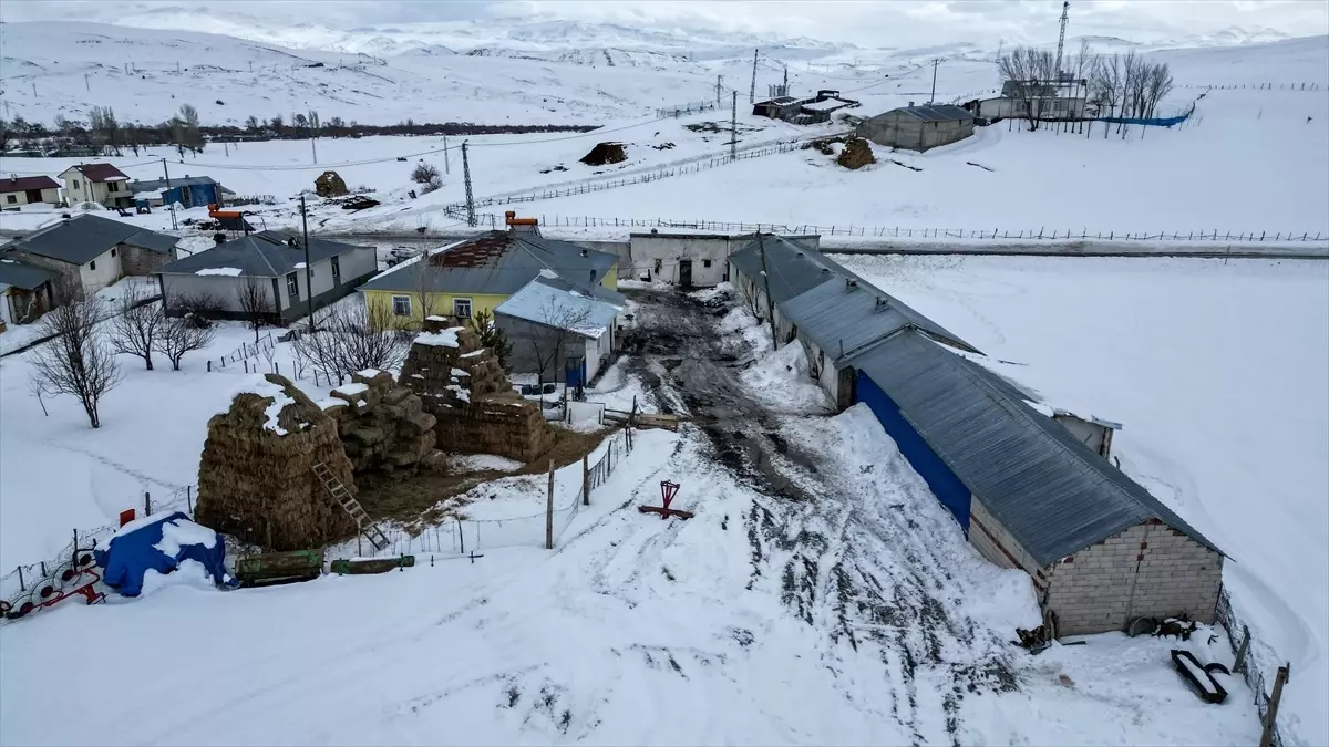 Eski Muhtar İbaci Akçelik'ten Hayvancılıkta Dijital Dönüşüm ve Büyük Kazanç