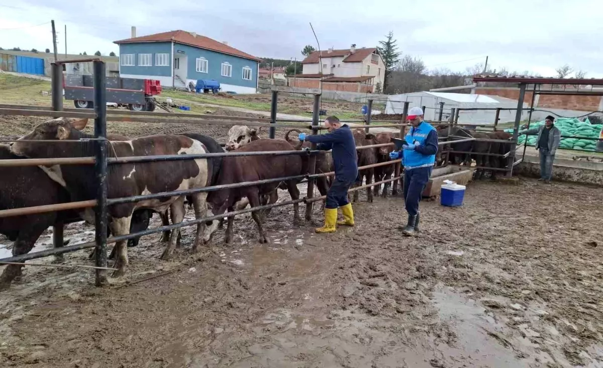 Kütahya’da İthal Sığırların Aşılama ve Sağlık Kontrolleri Tamamlandı