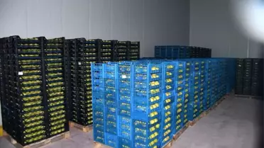 Kestel'de 400 Milyon Liralık Dev Tarım Projesi Hayata Geçiyor