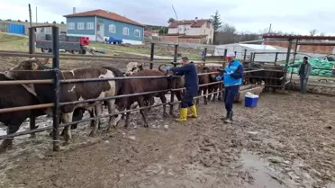 Sağlık kontrol ekipmanları ve aşı uygulaması