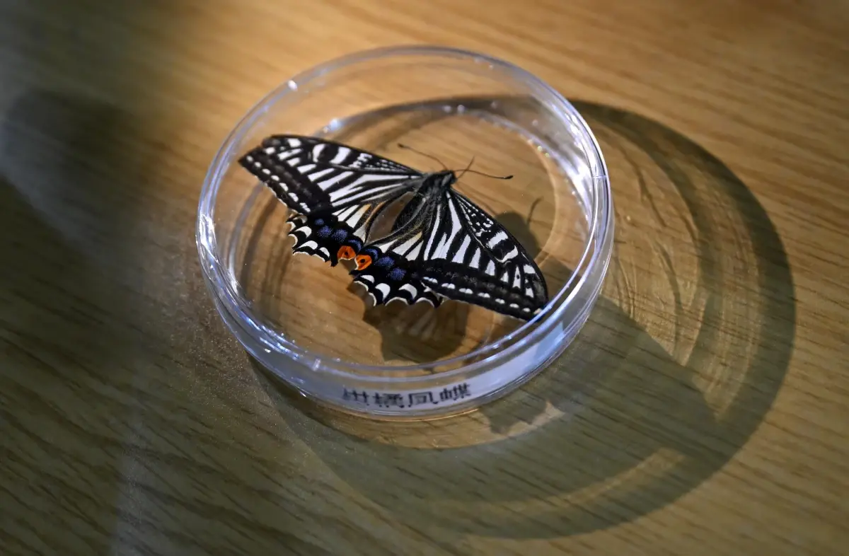 Çinli Bilim İnsanları Uzayda Kelebek Koza Deneyimini Başarıyla Tamamladı