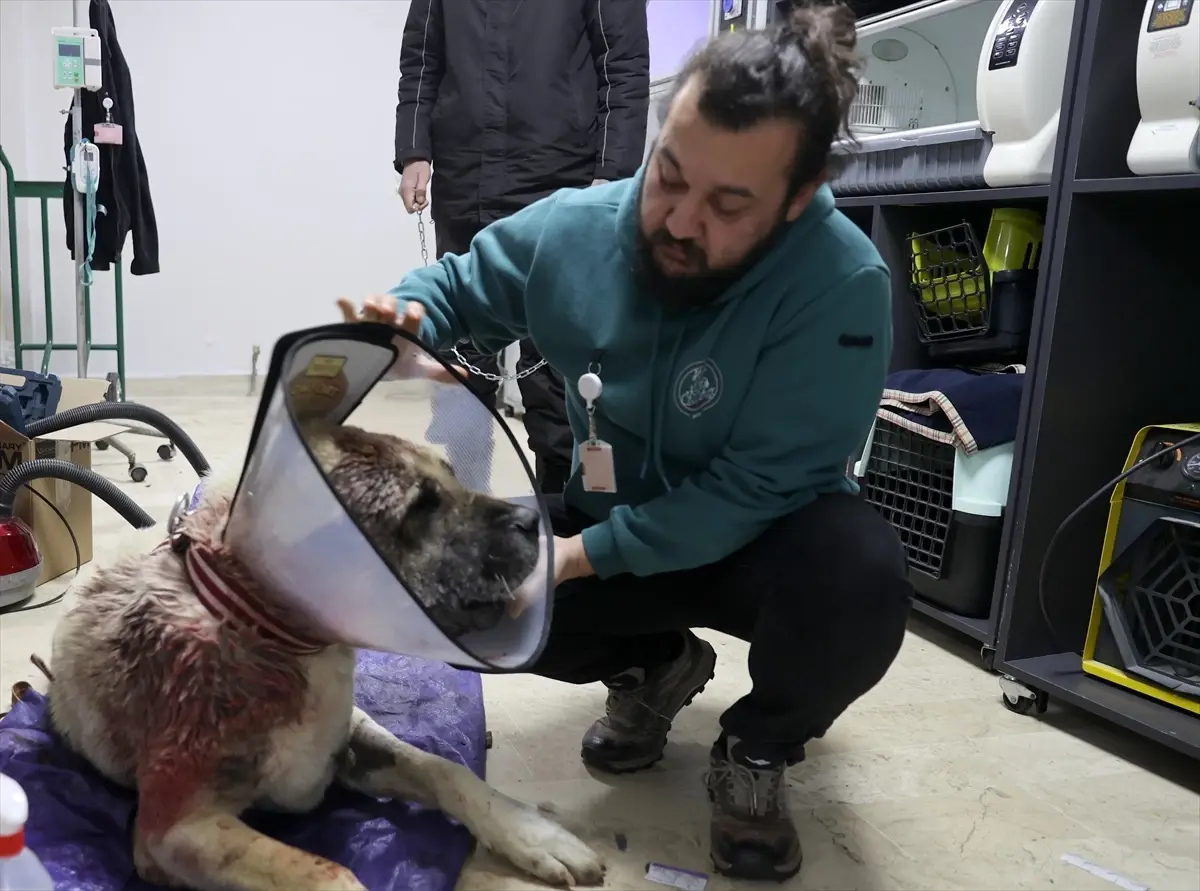 Sivas’ta 6 Yaşındaki Kangal Köpeği Tolo’nun Başarılı Tümör Ameliyatı