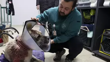 Ameliyat sonrası Tolo'nun iyileşme sürecindeki fotoğrafı