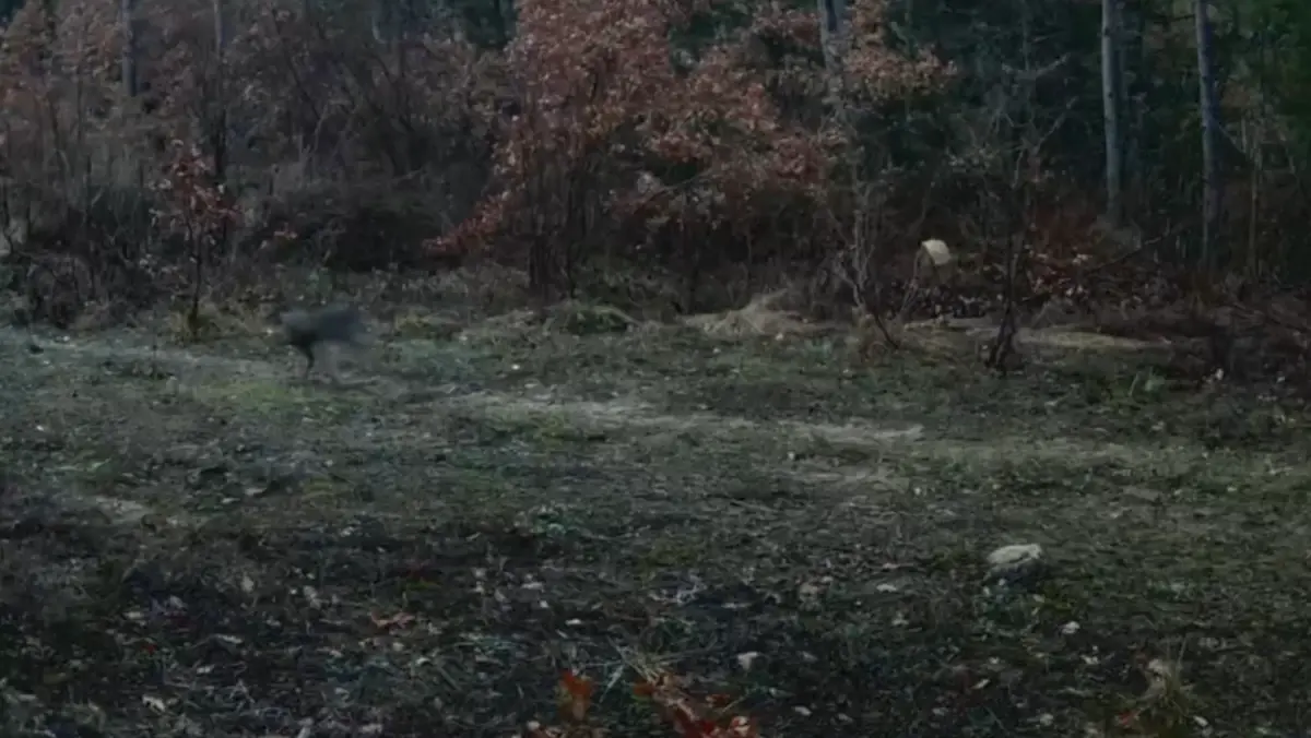 Ovacık Ormanlarında Fotokapanla Yaban Hayvanı Görüntüleri Kaydedildi