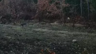 Fotokapanla kaydedilen vaşak ve karaca fotoğrafı