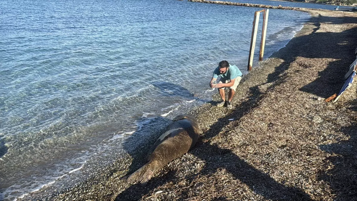 Bodrum sahilinde uyuyan Akdeniz foku