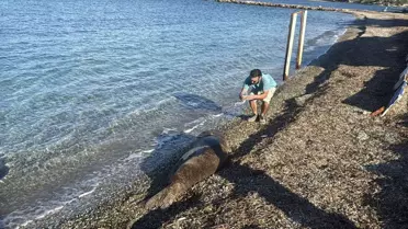 Bodrum Sahilinde Uyuyan Akdeniz Foku Gözlerden Kaçmadı
