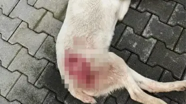 İnegöl’de Tüfekle Vurulan Sokak Köpeği Hayatını Kaybetti