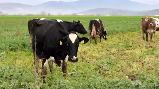 Karacasu’da şap hastalığı karantina sonrası sahada çalışan veterinerler