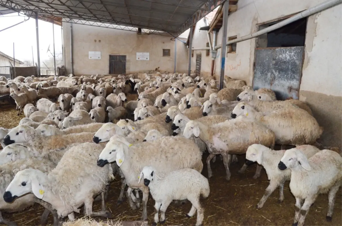 Aksaray’da 1 Milyon Küçükbaş Hayvanla Tarımın Yeni Gücü