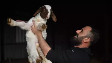 Kahramanmaraş’ta Deprem Sonrası Hayvan Stoku İki Katına Çıktı