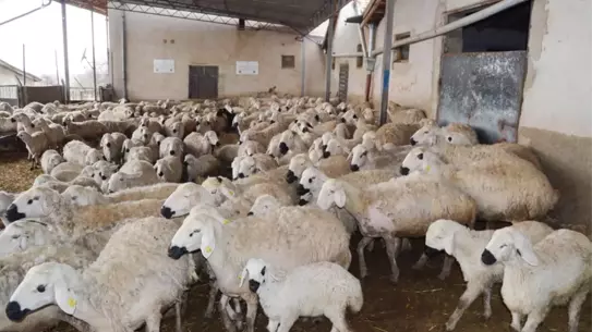 Aksaray’da küçükbaş hayvanların geniş alanı