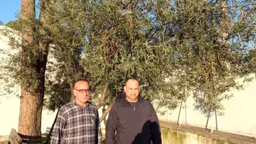 Burhaniye'de Yağmur Zeytin Bahçelerine Can Verdi