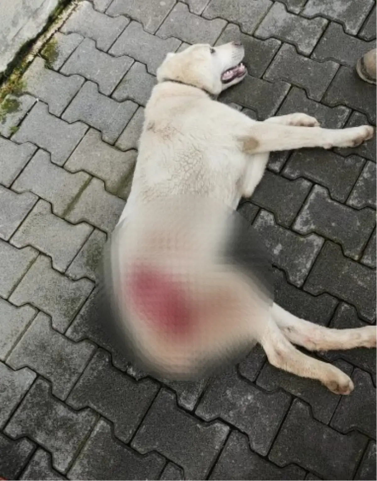 İnegöl'de Sokak Köpeğine Yönelik Şiddet Olayı: Şüpheli Aranıyor
