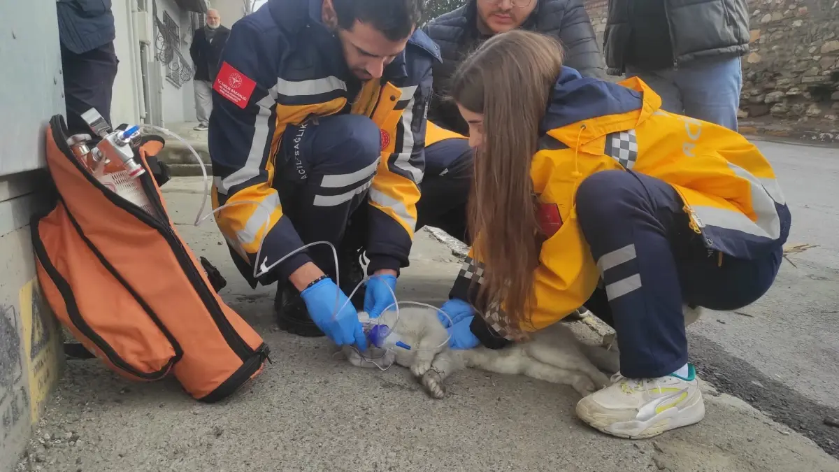 Beyoğlu'nda 5 Katlı Bina Yangınında Kedi Sütlaç Hayatını Kaybetti