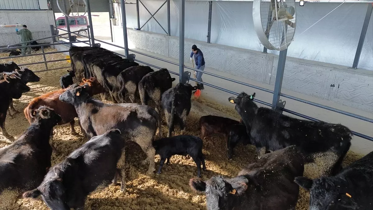 Aksaraylı Girişimci Fatih İlik, Devlet Desteğiyle Hayvancılık İşletmesini Büyütüyor