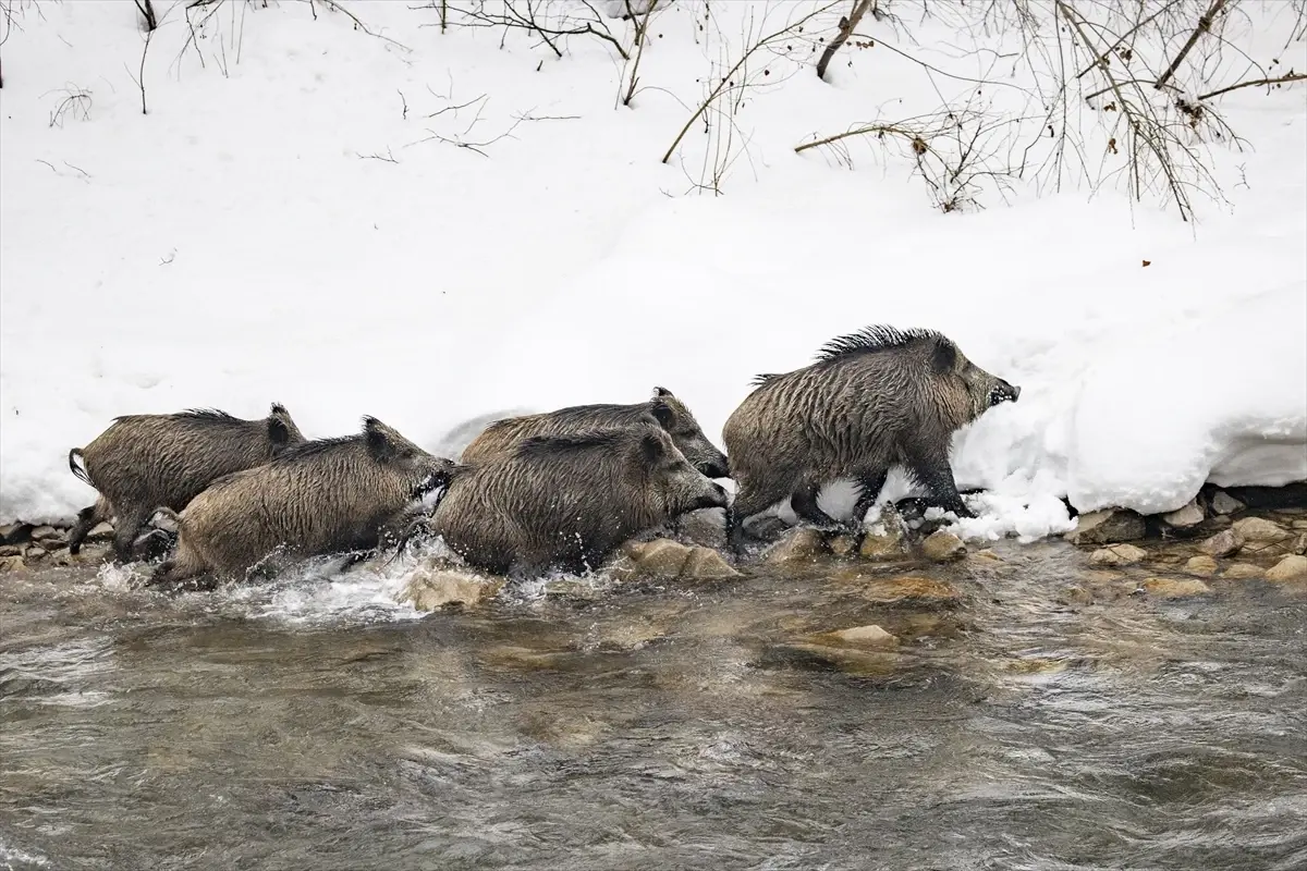 Tunceli'de Kar Yağışı Yaban Hayvanlarını Zor Duruma Sokuyor: Besleme Çalışmaları Başlatıldı