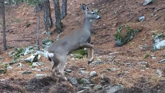 Bursa Ormanlarında Fotokapana Yansıyan Dişi Karaca Görüntüsü
