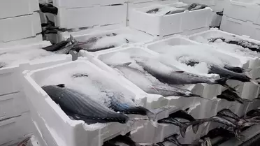 Tekirdağ’ın Soğuk Sularında Torik Avı Şöleni