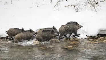Yaban hayvanlarının yemleme anı