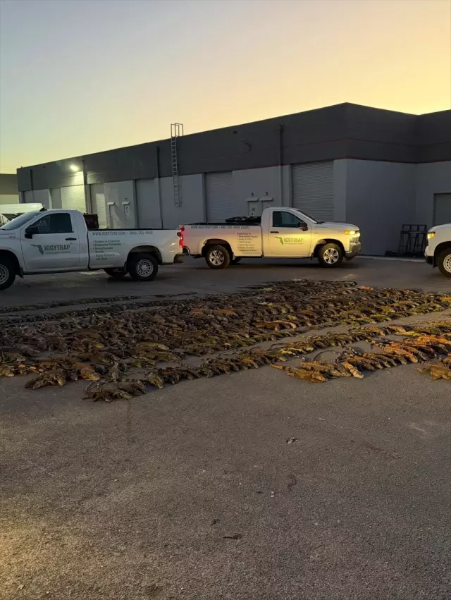 Soğuk havada ağaçlar