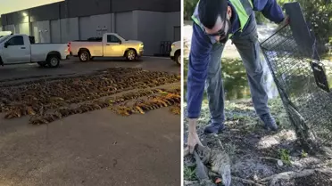 Florida’da Ani Soğuk Dalga Binlerce Iguana’yı Dondurdu, Yetkililer Toplama İzni Verdi