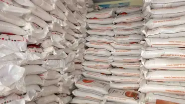 Burhaniye zeytin bahçelerinde budama çalışması