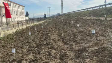Antakya’da Deprem Mağduru Öğretmenler İçin 234 Zeytin Fidanı Dikildi