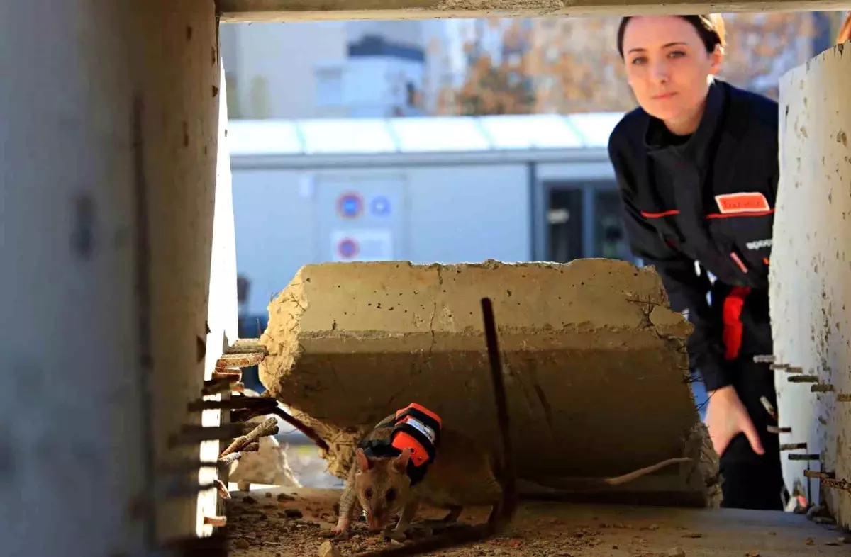Afrika Keseli Sıçanları Arama Kurtarma Görevlerinde 'Göz' Oluyor: Antalya'da Kahraman Fareler Projesi