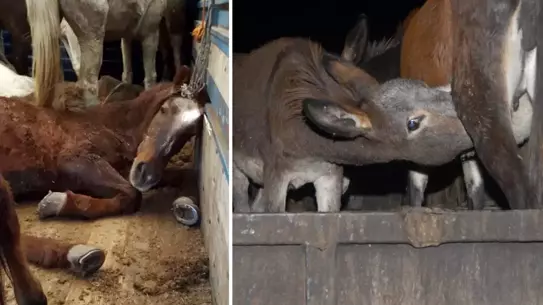 Sakarya’da Sucuk Üretiminde Tek Tırnaklı Et Kullanımı Ortaya Çıktı: Tarım ve Orman Müdürü Denetimlerde