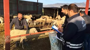 Denizli'de Hayvancılıkta 2025 Aşı Kampanyasıyla 1,6 Milyon Hayvan Korunuyor