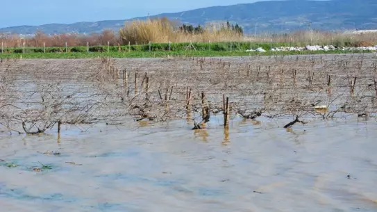 Manisa’da Nif Çayı Sel Basarken Üzüm Bağları Su Altına Gömdü