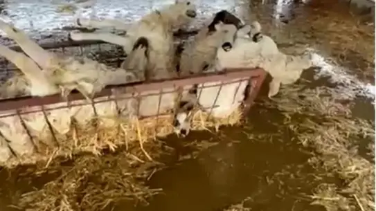 Söke’de Şiddetli Sağanak Sonrası Hayvan Damında 10 Koyun Öldü