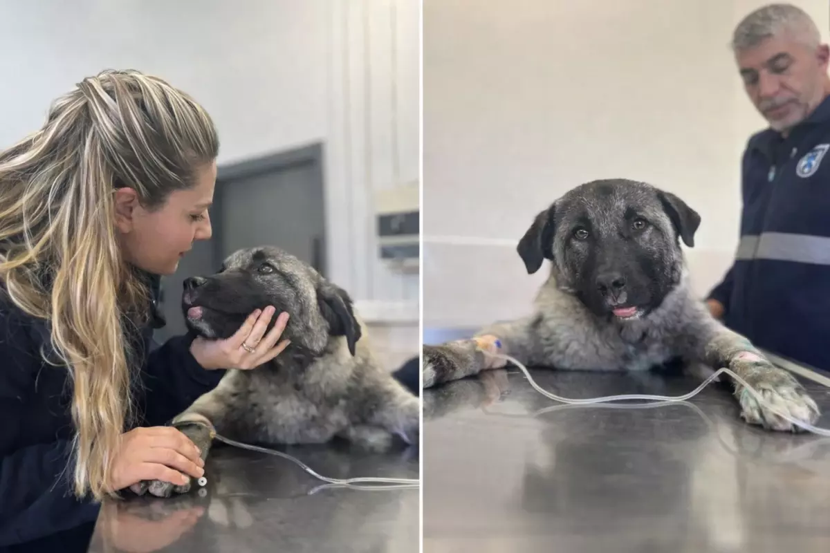 Köpek kamyonetin arkasında sürüklenirken