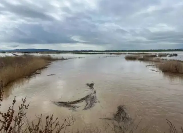 Büyük Menderes Nehri taşkınıyla su basan tarlalar