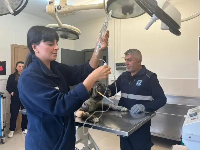 Kurtarılan köpeğin tedavi süreci