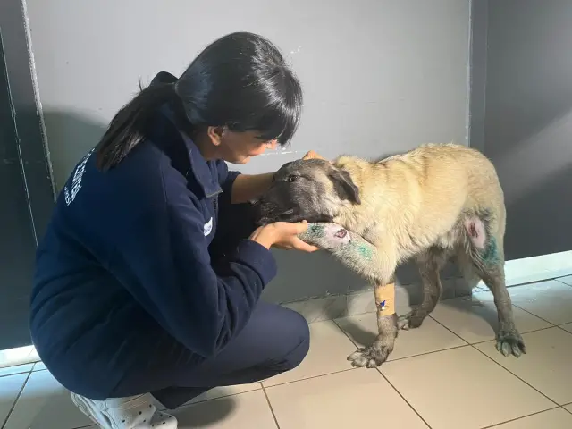 Seren Serengil köpeği sahiplendi