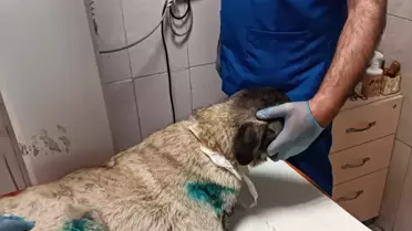 Yenimahalle'de Sürüklenen Köpek Kamyonetten Kurtarıldı