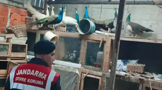 Sakarya'da hayvan kaçakçılığı operasyonu