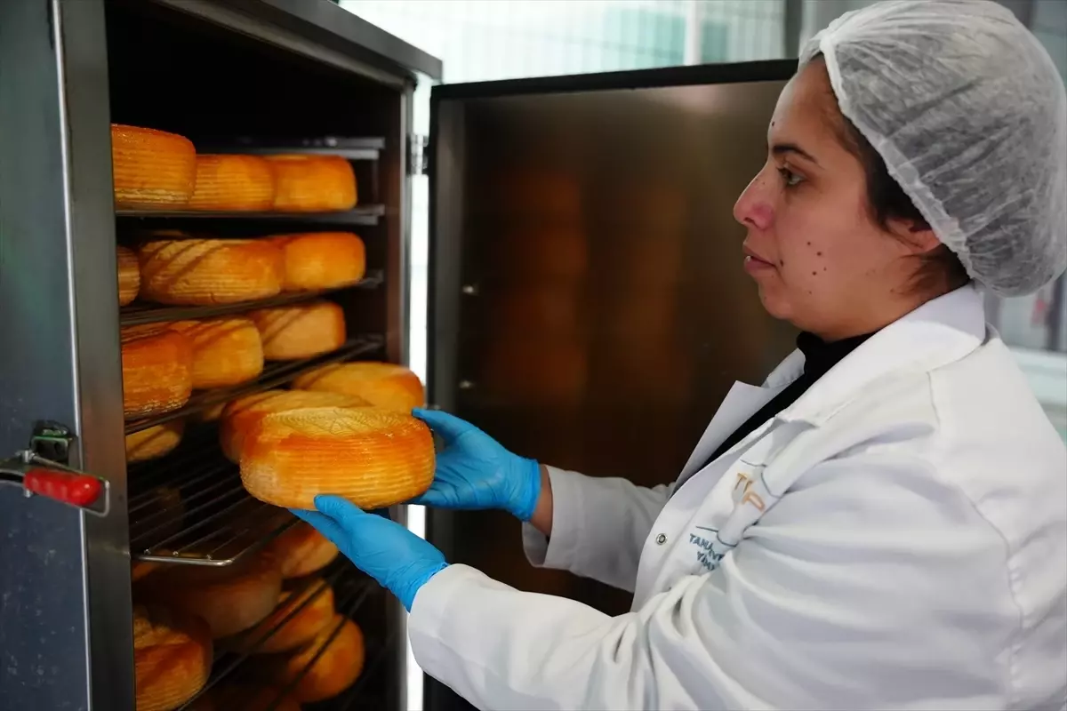 Biga Kadın Kooperatifi, Eceköy ile 13 Çeşit Yöresel Peyniri Piyasaya Sürüyor