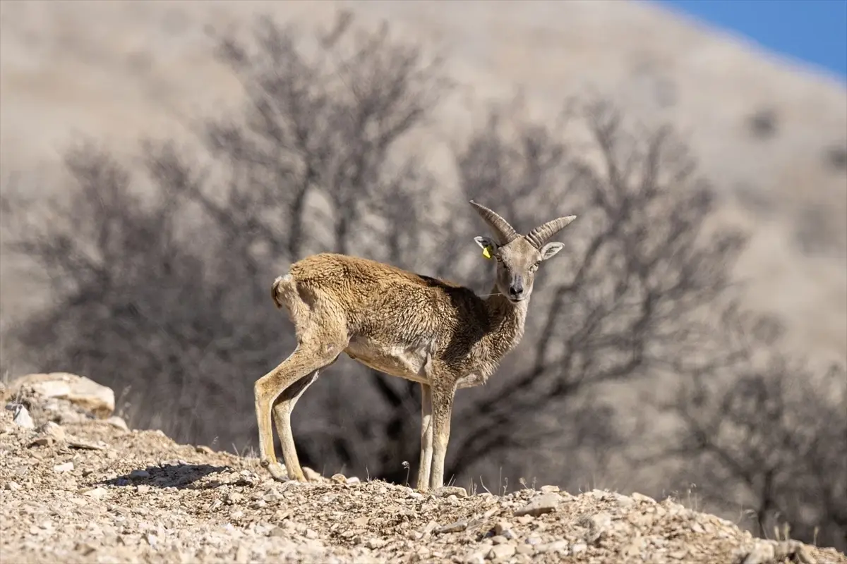 Anadolu yaban koyunları doğal yaşam alanı