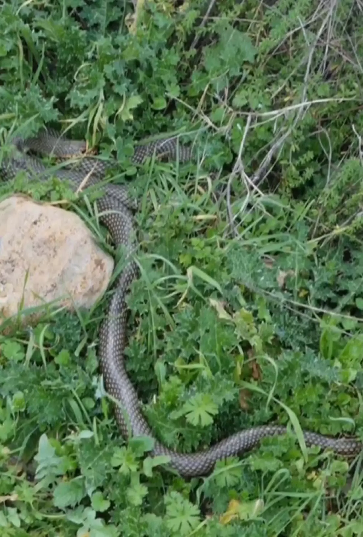 Çan'da 2 Metrelik Yılan Görüntülendi: Vatandaşın Kaydettiği Anlar