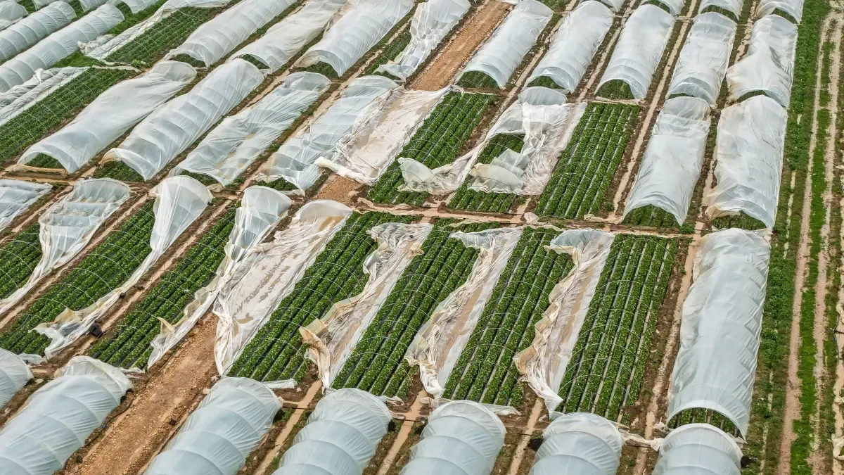 Antalya’da Şiddetli Yağış Tarım Alanlarını 300 Milyon TL’lik Zarar Verdi