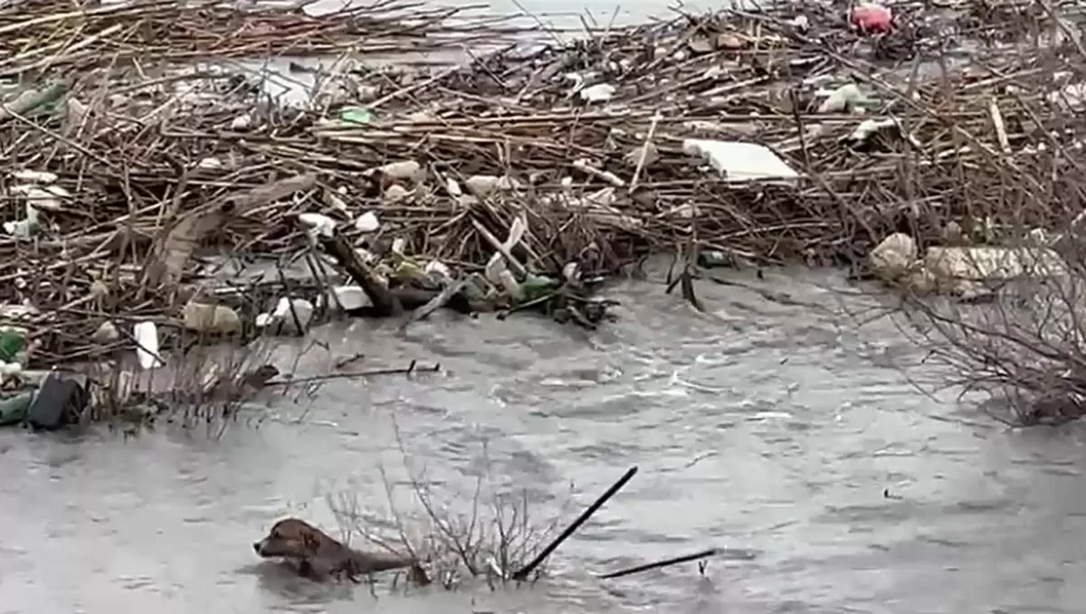 Söke'de Sokak Köpeği Taşköprü'den Düşerek Nehre Sığındı, Hayatta Kalma Mücadelesi