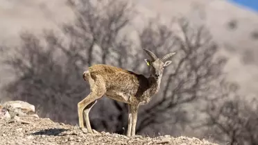 Anadolu Yaban Koyunları Popülasyonu 770’e Ulaştı: Koruma Çabaları ve Gelecek Planları
