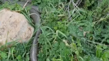 Yılanın cep telefonu kaydı