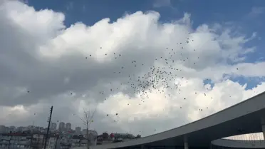 Balonların gökyüzünde oluşturduğu renkli manzara