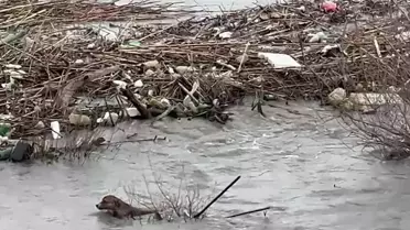 Kurtarılan sokak köpeği, suyun kenarında
